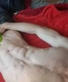 Advertisement (8795736) - CrazyDick